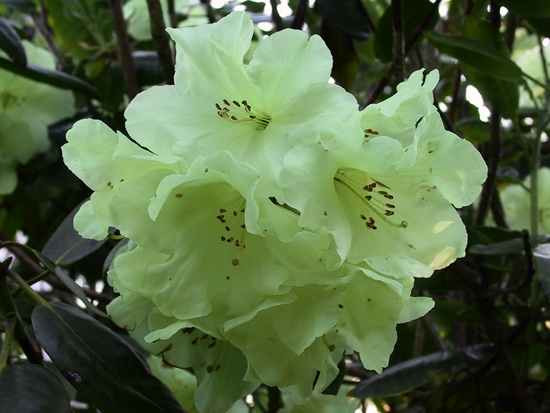 Rhododendron 'Crest'