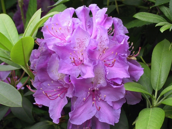 Rhododendron 'Mrs Davies Evans'