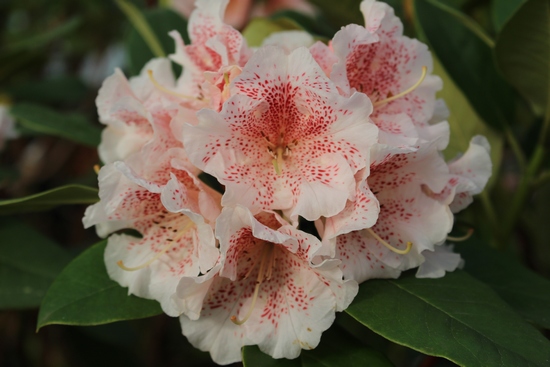 Rhododendron 'Double Dots'