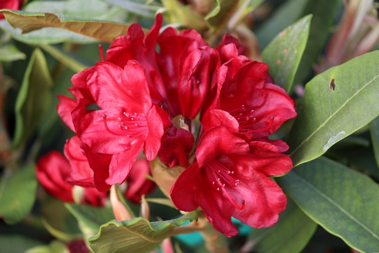 Rhododendron Hybrid 'Dotella'