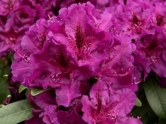 Rhododendron 'Donator'