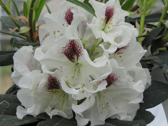 Rhododendron 'Manon'