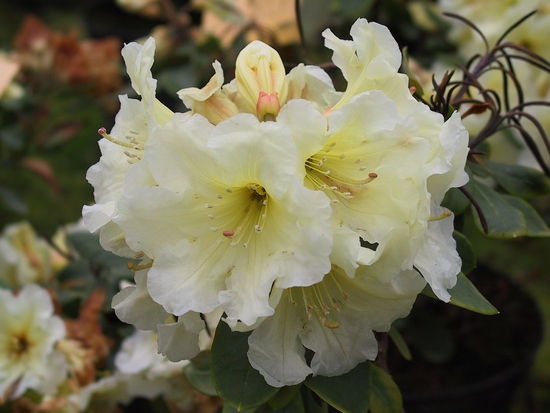Rhododendron hybride 'Duchess of Rothes' — photo 1