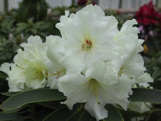 Rhododendron 'Elizabeth de Rothschild'