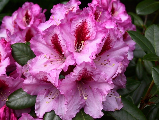 Rhododendron 'Diadem'