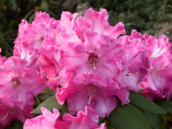 Rhododendron 'El Camino'