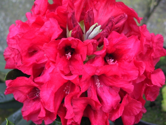 Rhododendron hybride 'Edmund de Rothschild' — photo 1