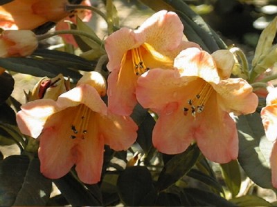 Rhododendron hybride 'Fabia' — Rhododendron.be — photo 1