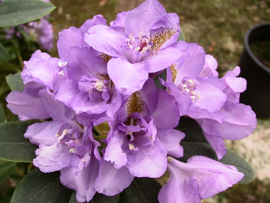 Rhododendron 'Fastuosum flore pleno'