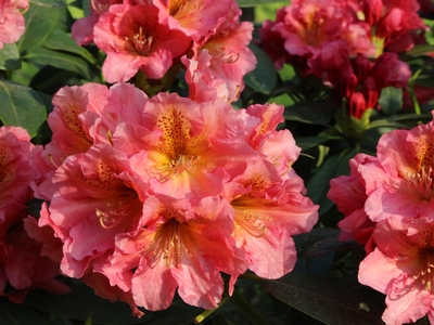 Rhododendron hybride 'Eucharitis' — photo 1