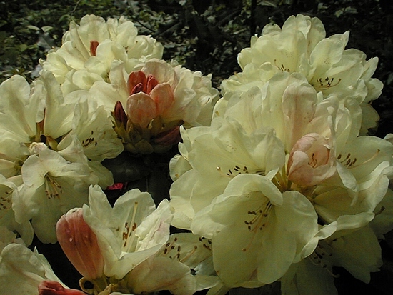 Rhododendron hybride 'Ehrengold' — photo 1