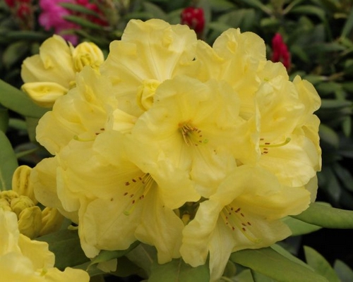Rhododendron hybride 'Hachmann's Finesse' — Rhododendron.be — photo 1