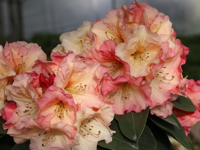 Rhododendron hybride 'Frank Fujioka' — photo 1