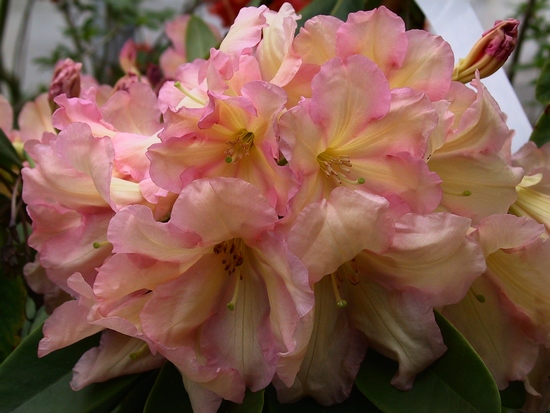 Rhododendron hybride 'Fred Wynnaltt FCC' — photo 1