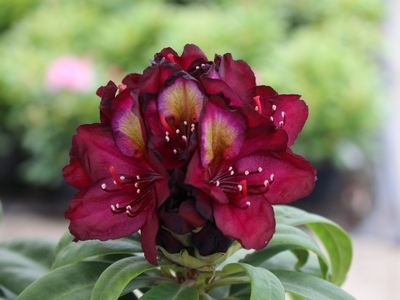 Rhododendron hybride 'Frank Galsworthy' — Rhododendron.be — photo 1