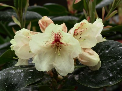 Rhododendron hybride 'Goldflimer' — photo 1