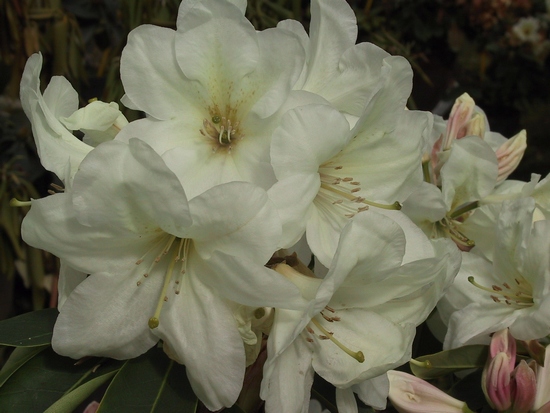 Rhododendron 'Goldfort'