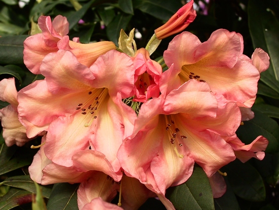 Rhododendron 'Golden Belle'