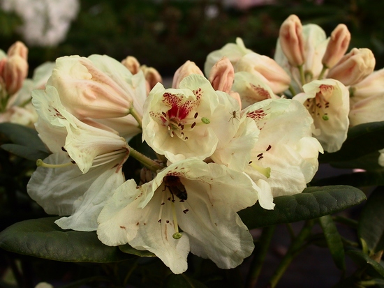 Rhododendron 'Goldbuckett'