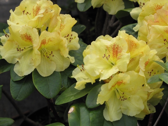 Rhododendron 'Golden Wit'