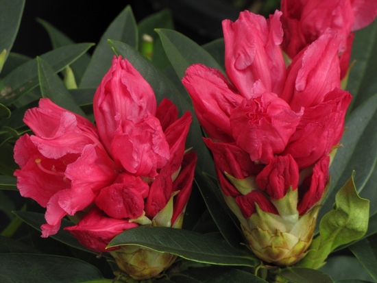 Rhododendron hybride 'Unknown Warrior' — photo 1