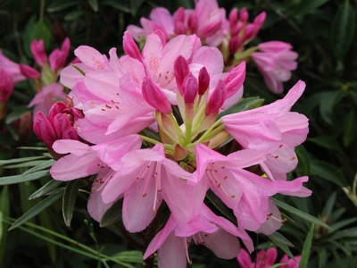 Rhododendron hybride 'Graziella' — Rhododendron.be — photo 1