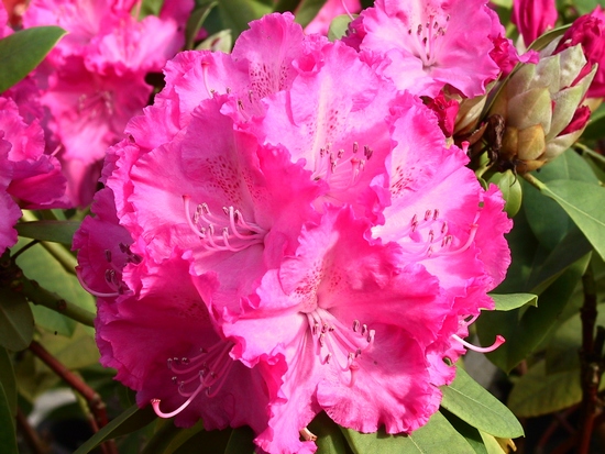 Rhododendron 'Germania'