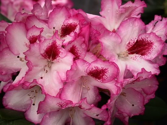 Rhododendron 'Hachmann's Charmant (S)'
