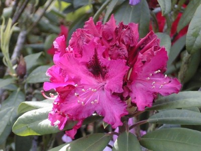 Rhododendron hybride 'Henriette Erica'