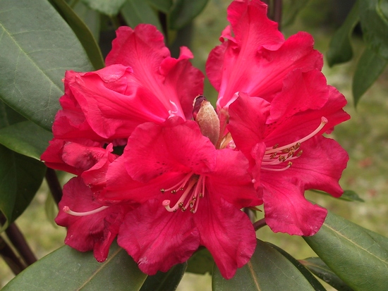 Rhododendron 'Halfdan lem'