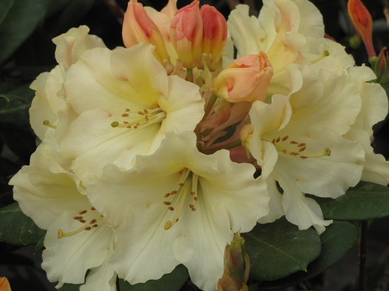 Rhododendron 'Horizon Monarch'
