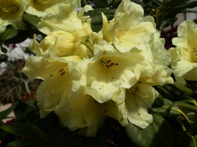 Rhododendron hybride 'Hotei' — Rhododendron.be — photo 1
