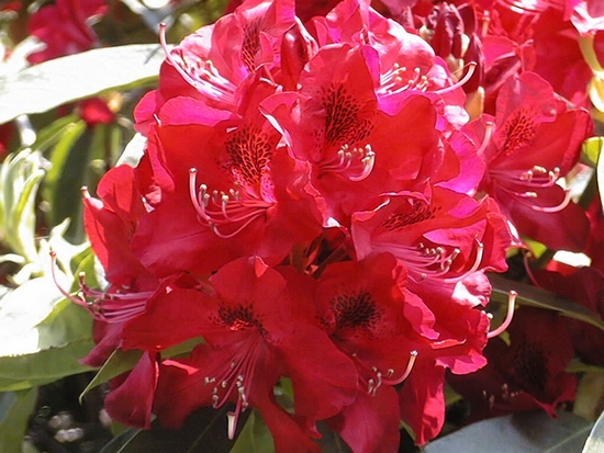 Rhododendron 'Hugh Koster'