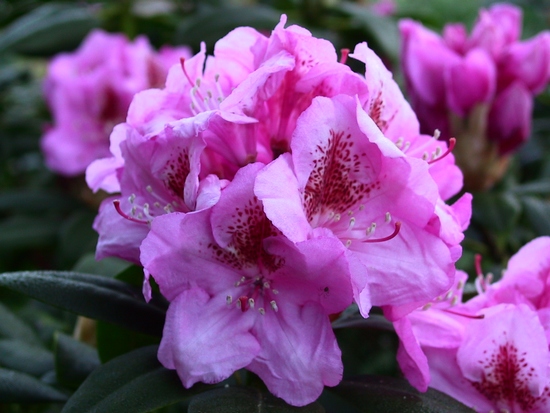 Rhododendron 'Hurricane'