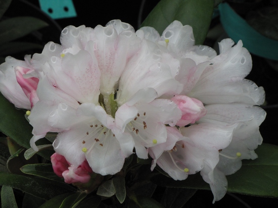 Rhododendron bureavii 'Hydon Velvet (bureavii)'