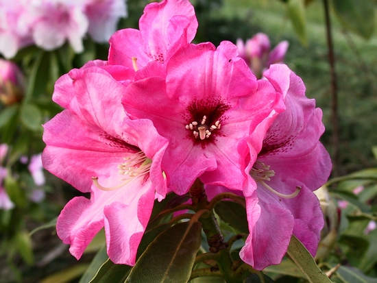 Rhododendron 'Isabel Pierce'