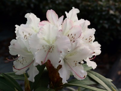 Rhododendron hybride 'Jacksonii' — Rhododendron.be — photo 1