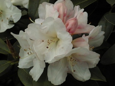 Rhododendron hybride 'Jingle Bells' — photo 1