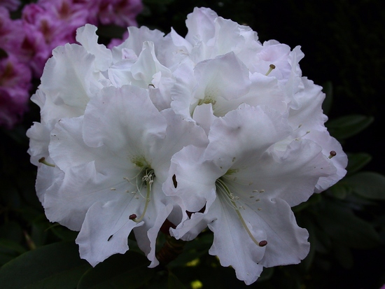 Rhododendron 'Jungfrau'