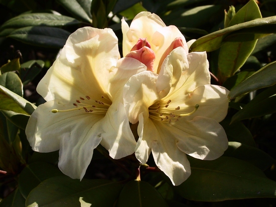 Rhododendron hybride 'Karen Triplet' — photo 1