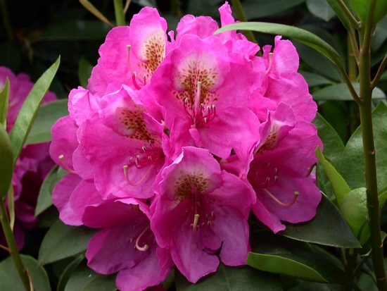 Rhododendron 'Kate Waterer'