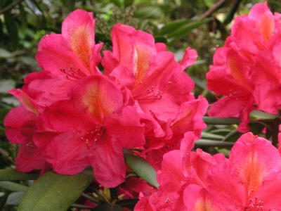 Rhododendron hybride 'Lava Glow' — Rhododendron.be — photo 1