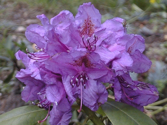 Rhododendron hybride 'Lee's Dark Purple' — photo 1