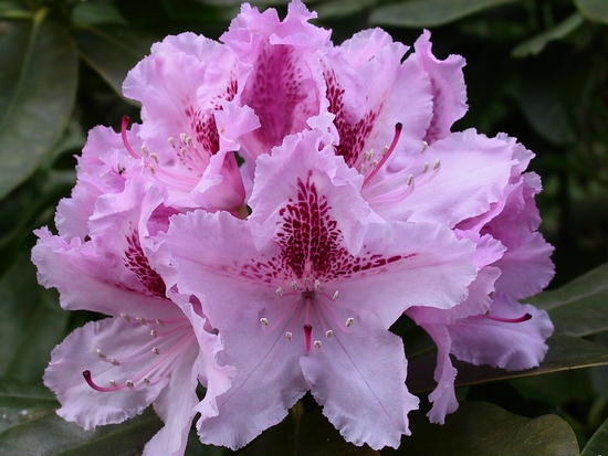 Rhododendron 'Le Progrès'