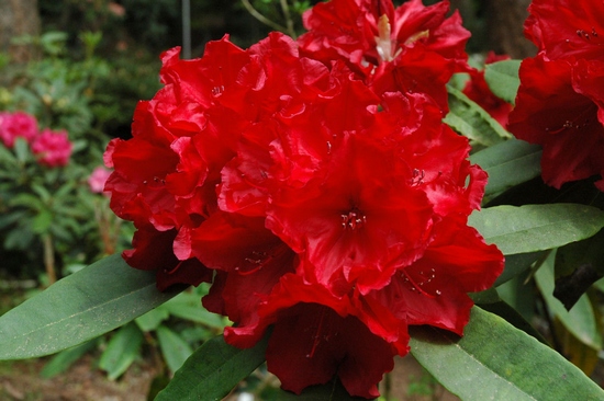 Rhododendron Hybrid 'Leo'