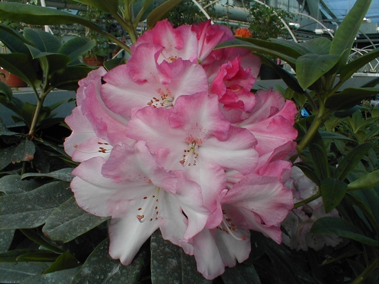 Rhododendron 'Lem's Monarch'