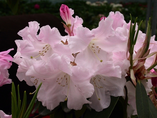 Rhododendron 'Loderi Pink Diamond'