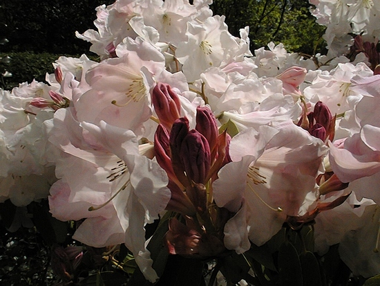 Rhododendron 'Loderi King George'