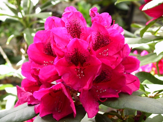 Rhododendron 'Lord Roberts'