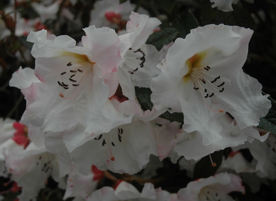 Rhododendron 'Logan surprise ® (edgeworthii)'